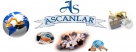 ASCANLAR Yıkım Hafriyat Ankara Yıkımcılar Hafriyatçılar